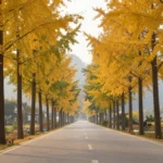 Minh họa: Thời tiết miền bắc tháng 10 như thế nào, mùa thu se lạnh lý tưởng cho du lịch