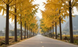 Minh họa: Thời tiết miền bắc tháng 10 như thế nào, mùa thu se lạnh lý tưởng cho du lịch