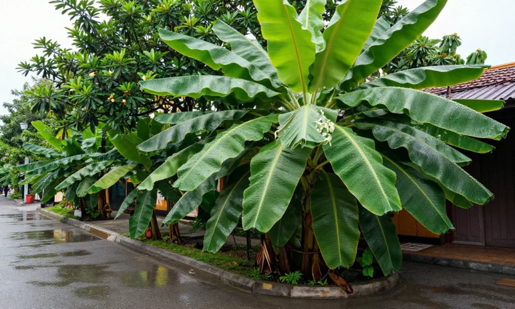 qcc image 8C7J2d